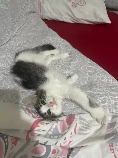 Oyuncu Tekir Kiz Luna