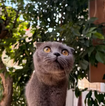 Scottish Fold Acil Yuva Aranıyor