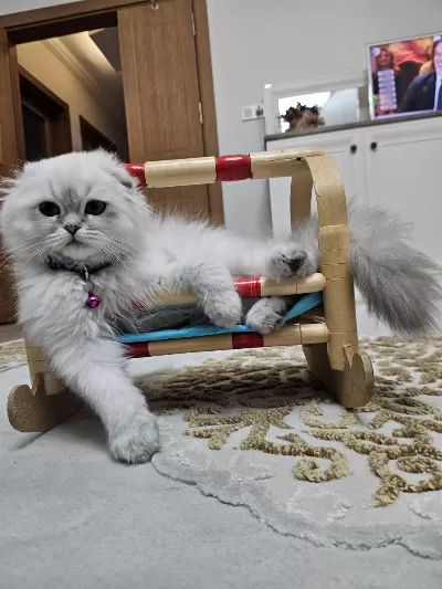 Scottish Fold Blue Point Beyaz