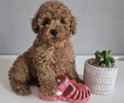 Harika Toy Poodle Köpeği