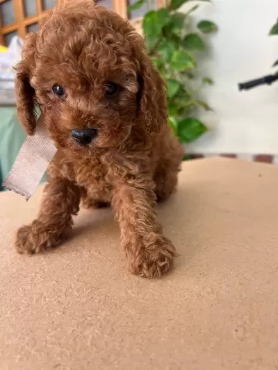Toy Poodle Köpeklerimiz