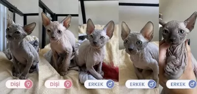 Sıfır Tüy Sfenks Bebekler