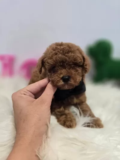 Toy Poodle Yavrulari