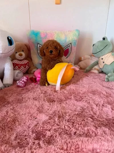 Toy Poodle Yavrularimiz