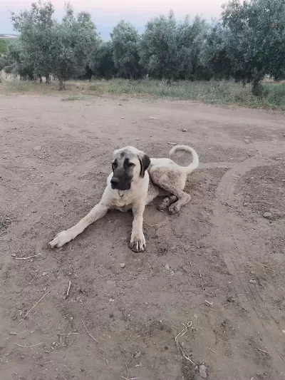 Sağlıklı Genç Erkek Kangal