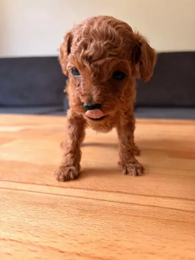 Teacup Toy Poodle Yavrular Kg Garantili