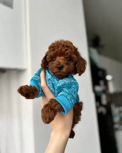 Özel Toy Poodle Yavrulari