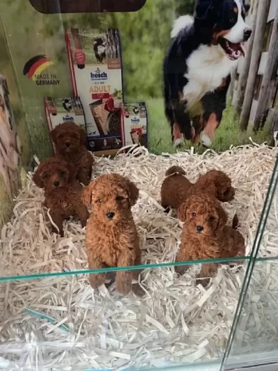 Çook Özel Piril Piril Saf Kan Kore Kan Poodle Yavrular