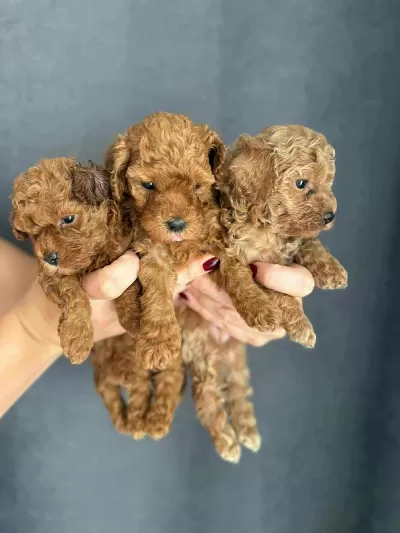 Orjinal Red Brown Orjinal Toy Poodle Yavrular