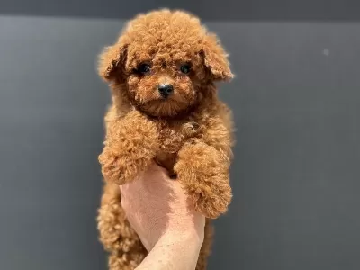 Ankaranın En Elit Toy Poodle Yavruları Ziyarete Açık