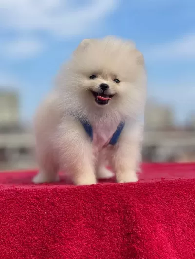 Ankaranın Tek Pet Danışmanlığı