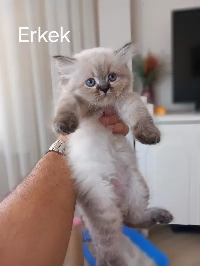 2 Aylık British Longhair Yavrular