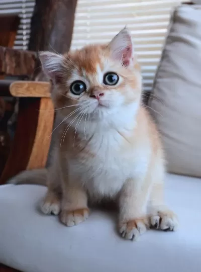 British Shorthair Dişi Ny12 Golden Yavru Ful Secereli