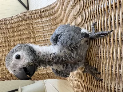 Bebek Papağan Jako Yok Böyle Güzellik