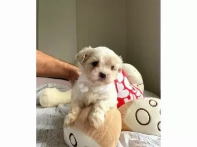 Minik Maltipoo Bebeğim