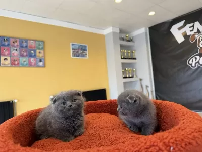 Top Kafa Scottish Fold Yavrulari Fenomen Pet Shop