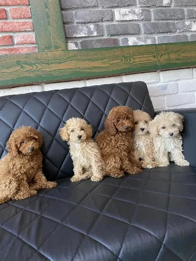 Shoooowwww Kalite Toy Poodle Yavrular Ankara Mağazamızda