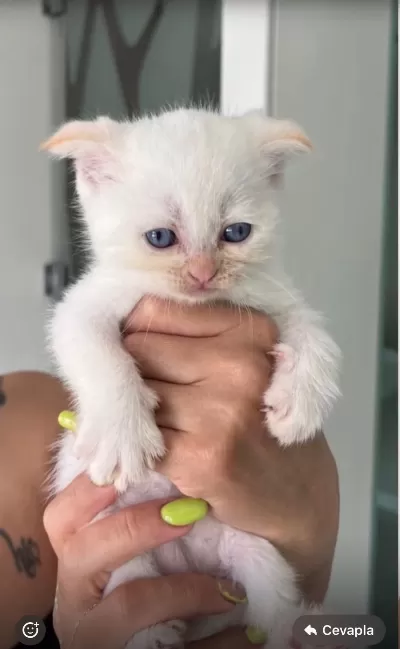 Scottish Fold Beyaz Erkek Yavru