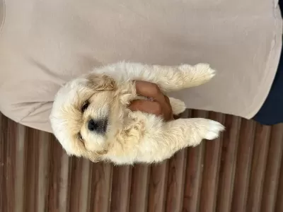 Sağlıklı A Kalite Pekinez Yavrular