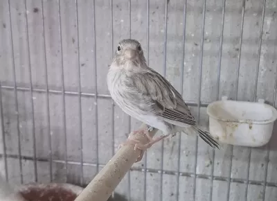 Sağlıklı Her Çeşit Kanarya