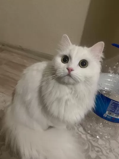 Ömürlük Yuva Arayan 2 British Longhair