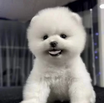 Pomeranian Boo Köpeğimiz
