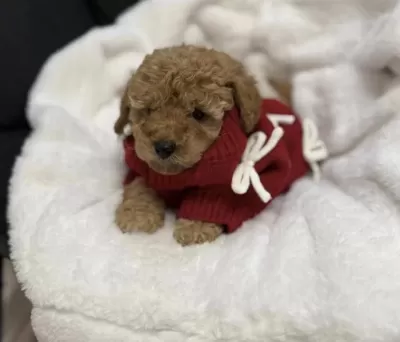 Sağlıklı Toy Poodle Köpeği