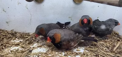 Hazır Takım Bb Bf Mutasyon Zebra Finchler
