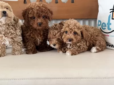 Petmode Köpek Çiftliğinde Ziyarete Açık Kore Maltipoo