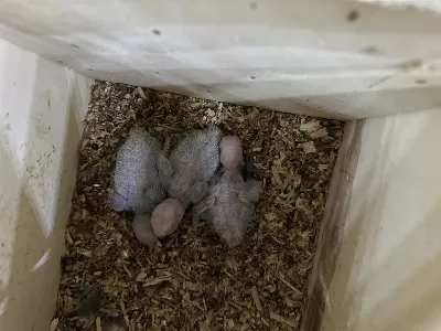El Besleme Jako Papağanı