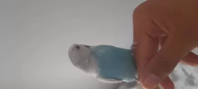 Ele Gelen Mavi Dişi Kuşumuz Kafesle Beraber Satılık