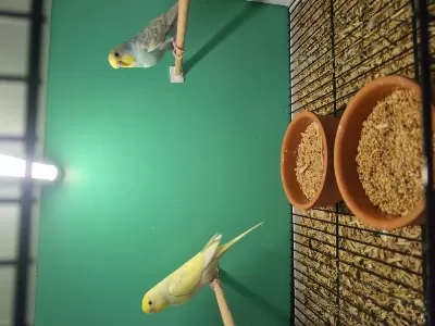 3 Katli Pvc Kafes Ve 1 Çift Muhabbet Kuşu Yavru