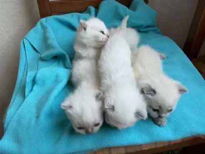 Yeni Doğan Kedilerime Sicak Yuva Araniyor