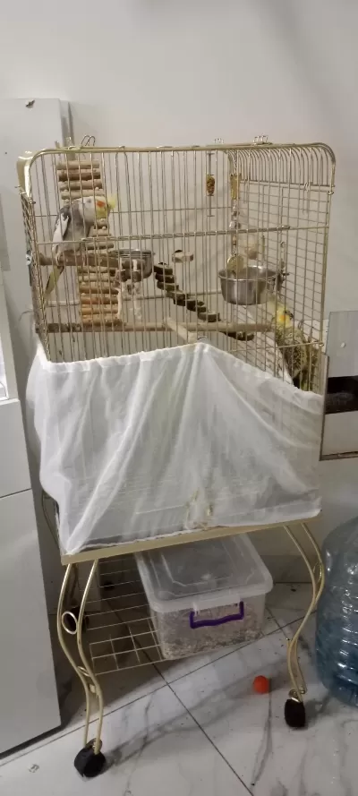 Takım Sultan Papağanı Kafesi İle Beraber