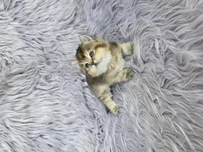 Ayı Surat Prenses Kedim Yeni Ailesini Arıyor