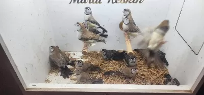 Sahiplendirilecek Baykuş İspinozları