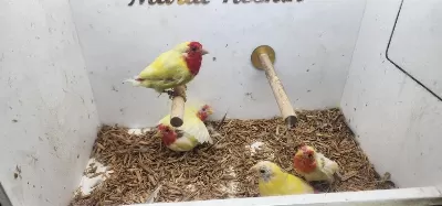 5 Adet Lutino Parrot Finch