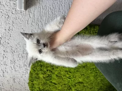 Bebek Kedilerimiz Yeni Yuvalarını Arıyor