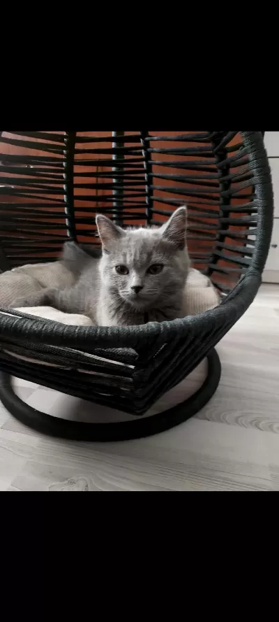 Minik Kedimiz Ailesini Arıyor