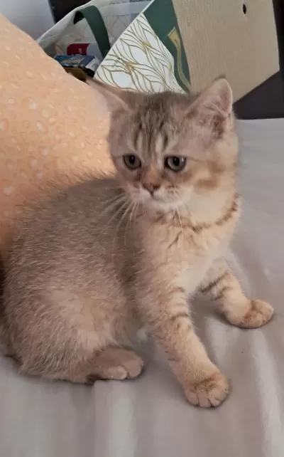 Golden Dişi Aslan Kedimiz