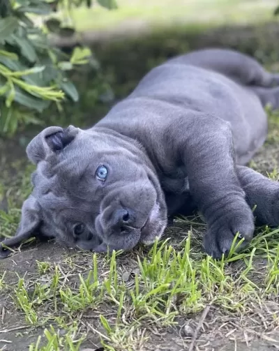Profesyonel Üretim Çifliğinden Cane Corso Kapıda Ödeme