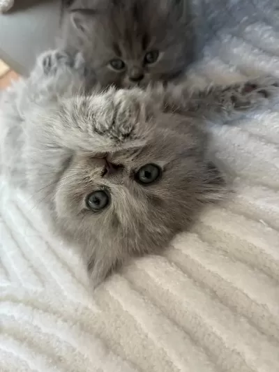 Orijinal British Shorthair Ve Longhair