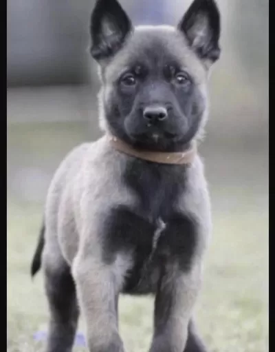Belçika Kurdu Köpeği
