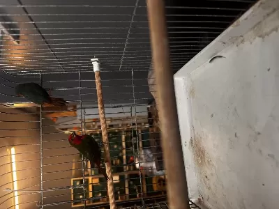 Harika Parrot Finch