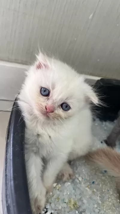 Sağlıklı Yavru Kedilerimiz