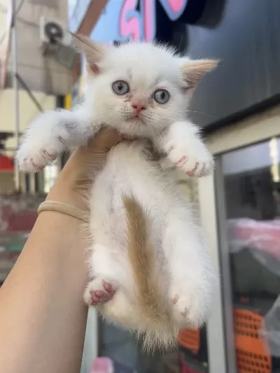Mamaya Sahiplendirilecek Erkek Bebek Kedimiz