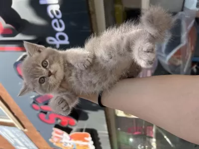 British Shorthair Safkan Bebekler