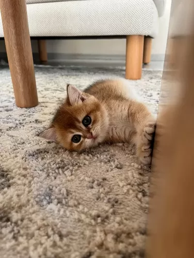 British Shorthair Golden