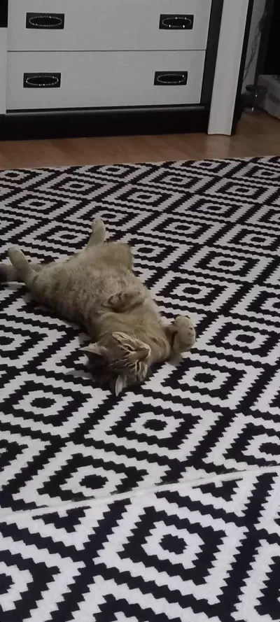 9 Aylık Bebek Kedimiz Yuva Arıyor