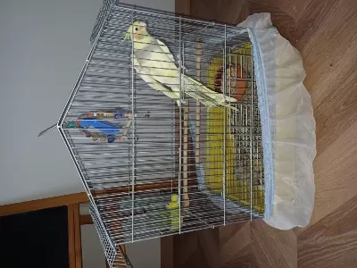 Sultan Papağanı Erkek